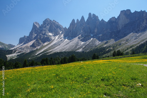Subalpine Region mit bl  henden Matten in den Dolomiten  Seiser Alm  S  dtirol  Italien