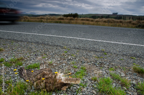 Swamp harrier Circus approximans run over. Southland. South Island. New Zealand. photo