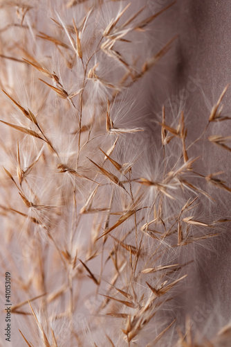 Close-up villus and petals of common reed on dark background.