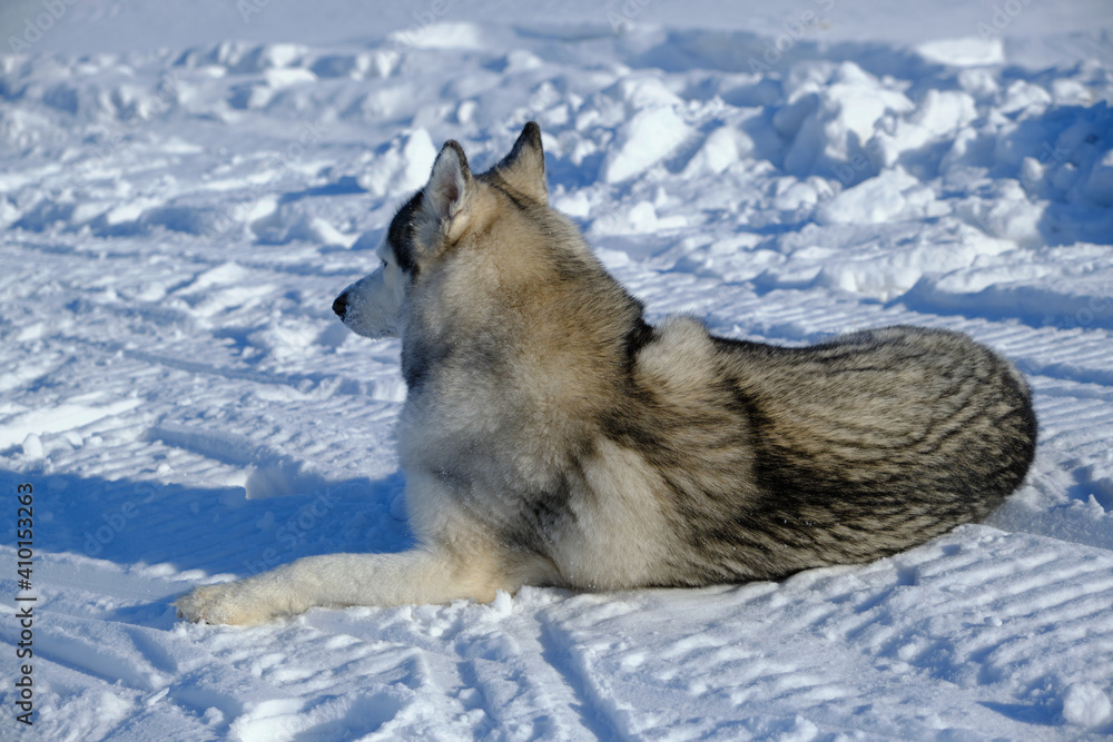 Naklejka premium Siberian husky lies on snow with its back to camera.