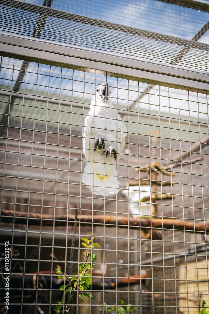 Obraz premium Cockatoo in cage