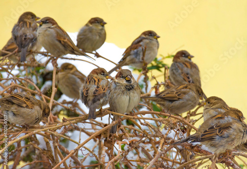 Fluffy house sparrow (or Passer domesticus) sitting on a branch, in winter