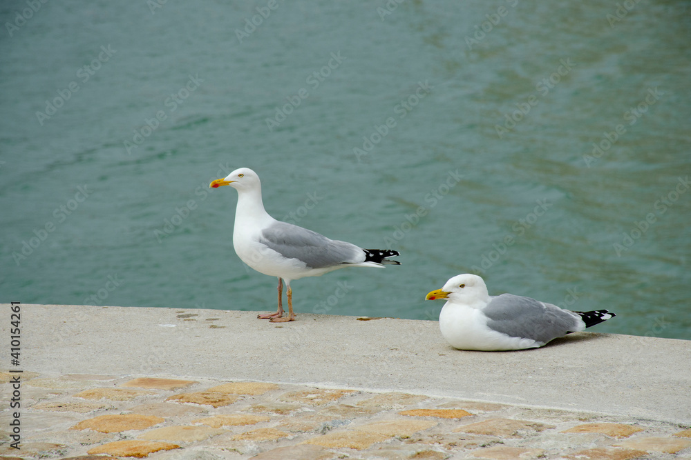 mouette -010