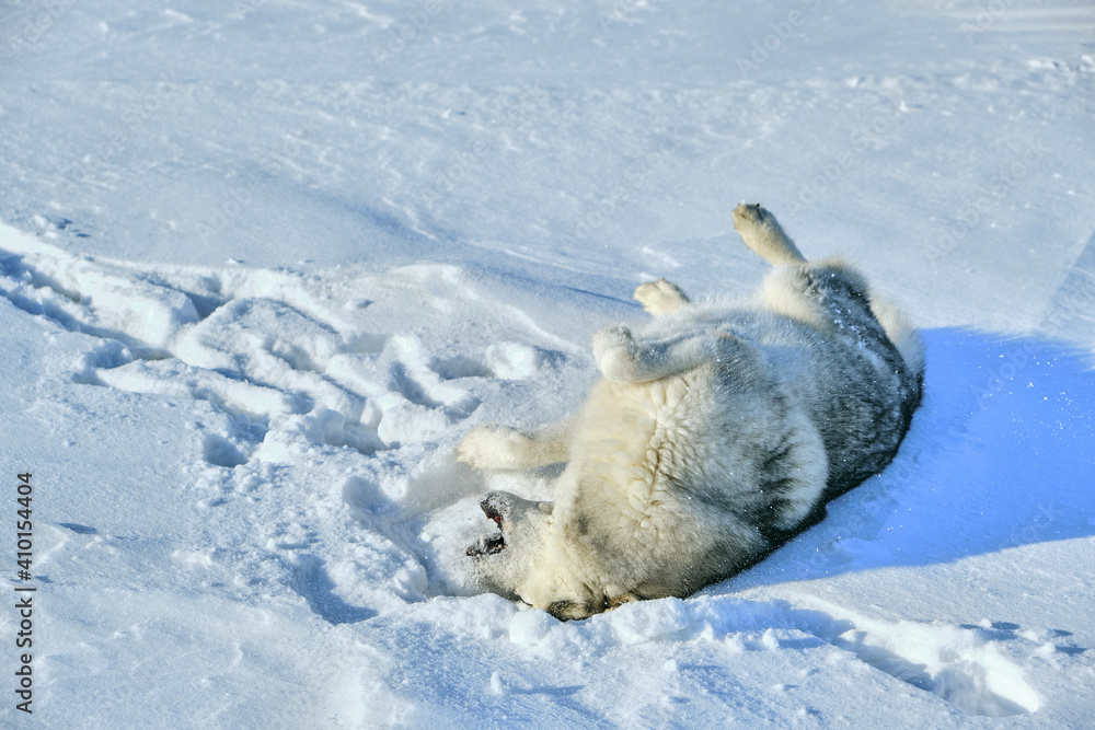 Siberian Husky lies in the snow on a bright sunny day. Siberian Husky lies in the snow on a bright sunny day.