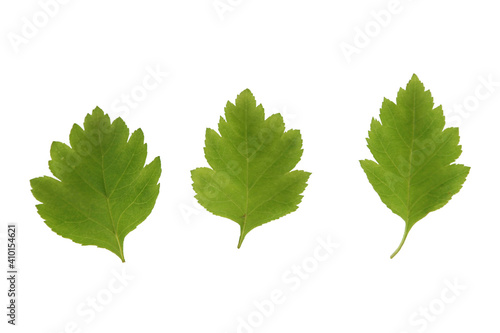 Green flowers and plant leaves on a white isolated background, template for your design, natural eco-friendly harvesting