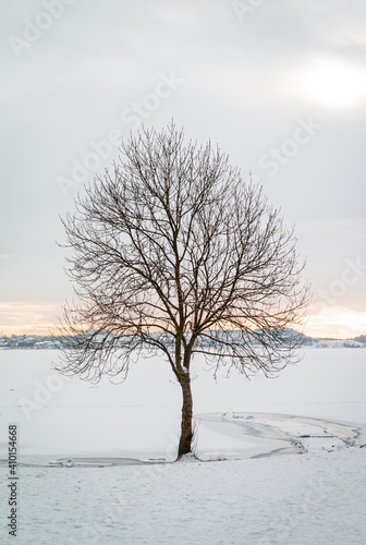 A solitary tree at the shore of Hafrsfjord, Stavanger, Norway