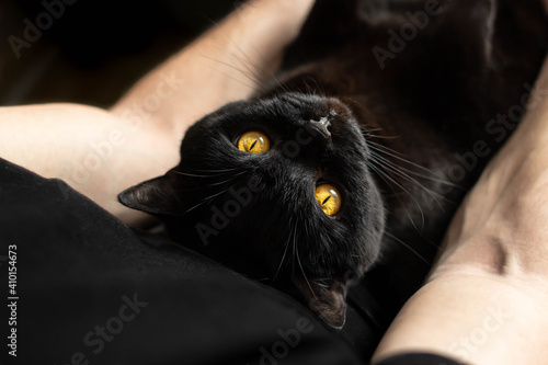 Satisfied black cat. The breed is Scottish Straight. Black animal. Amber eyes. Yellow cat eyes. Bulgakov's Cat Behemoth. Trusting look. The cat is in the hands of a man. Domestic pet. photo