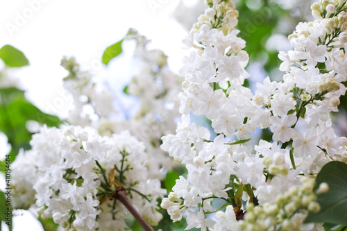 Spring blooming flowers of White lilac on lilac bushes. Natural White Flower background outside.