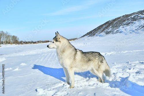 Siberian husky in the snow on a bright sunny day.
