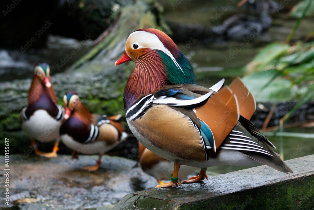 duck in the park duck in the park