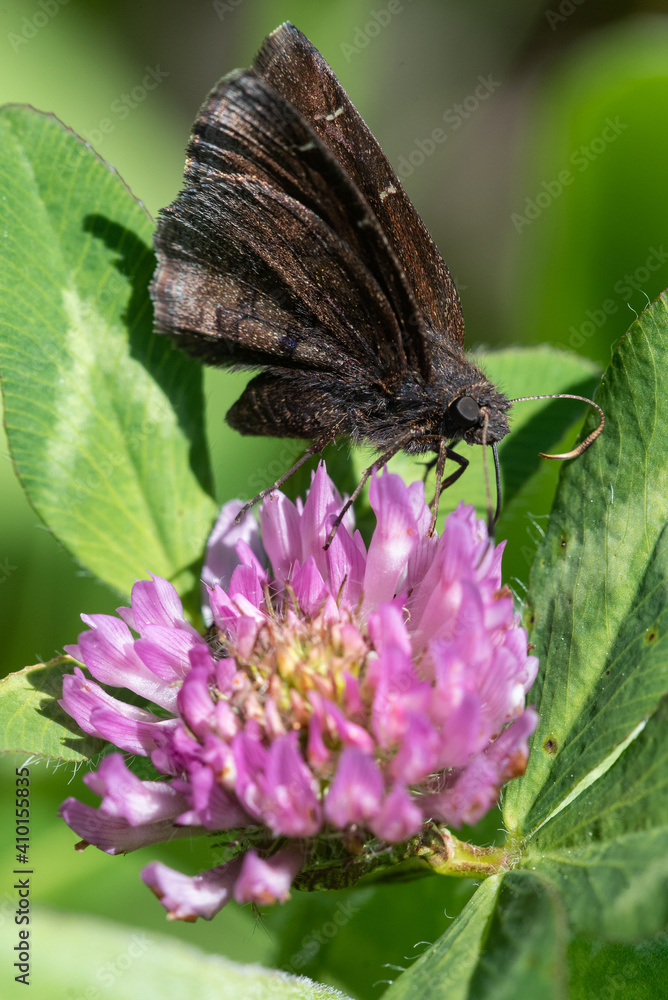 Fototapeta premium Northern Cloudywing