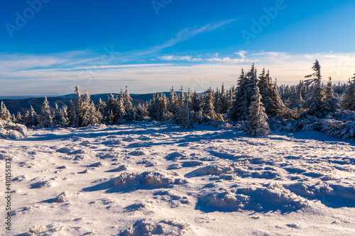 Winter fir and pine forest covered with snow after strong snowfall in jeseniky czech