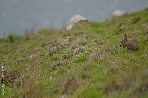 European rabbits Oryctolagus cuniculus. Taiaroa Head Wildlife Reserve. Otago Peninsula. Otago. South Island. New Zealand.
