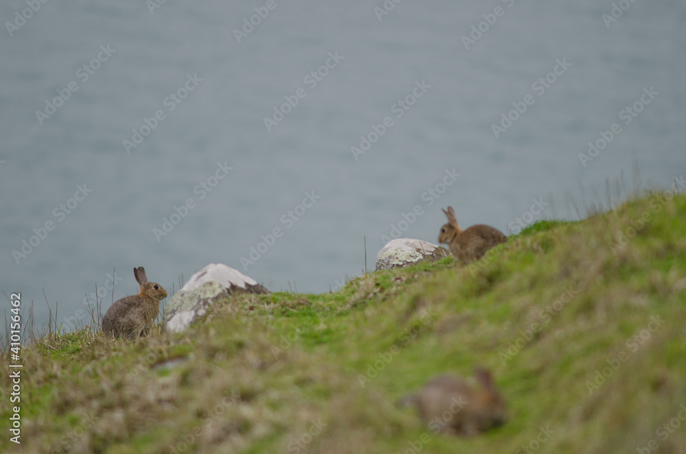 European rabbits Oryctolagus cuniculus. Taiaroa Head Wildlife Reserve. Otago Peninsula. Otago. South Island. New Zealand. European rabbits Oryctolagus cuniculus. Taiaroa Head Wildlife Reserve. Otago Peninsula. Otago. South Island. New Zealand.