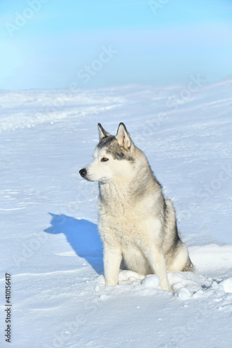 Siberian husky dog sits in the snow on the background of blue sky.