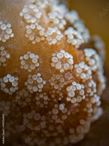 Close-up photography of a tropical coral