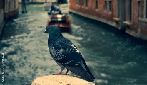 Dark colored pigeon standing on a stone pillar in the city of Venice. Flying city rat. Dark feathered bird © Horacio Selva