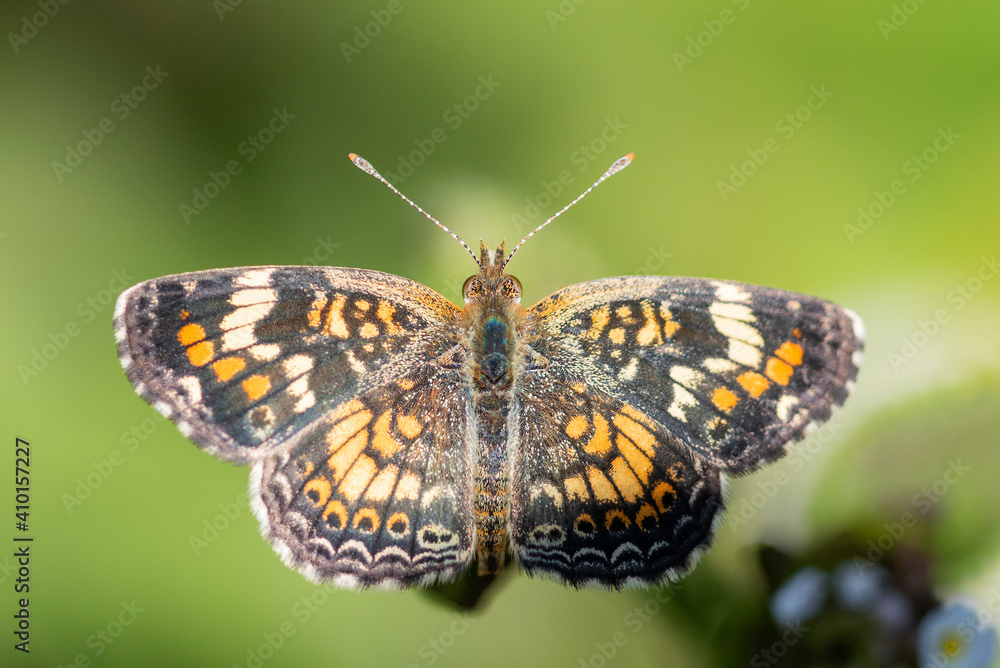 Fototapeta premium Phaon Crescent