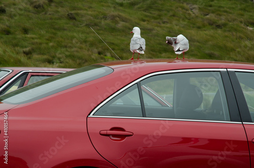 Red-billed gulls Chroicocephalus novaehollandiae scopulinus on the roof of a car. Taiaroa Head. Otago peninsula. Otago. South Island. New Zealand. photo