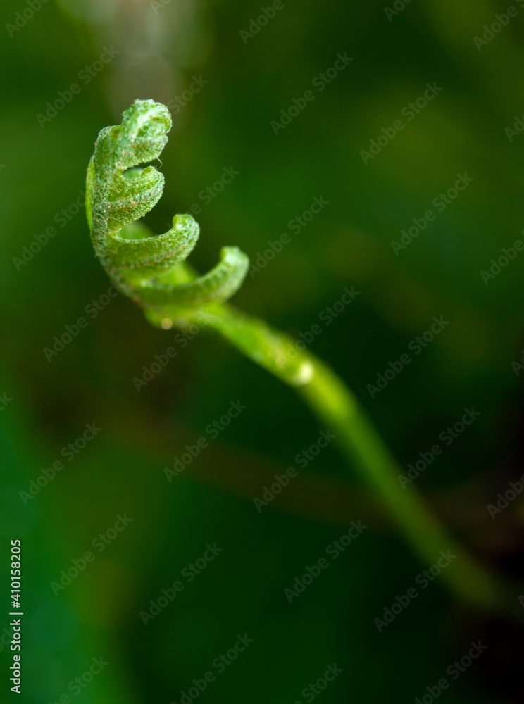 Close-up Freshness green leaves of Oak-Leaf fern on natural background Close-up Freshness green leaves of Oak-Leaf fern on natural background
