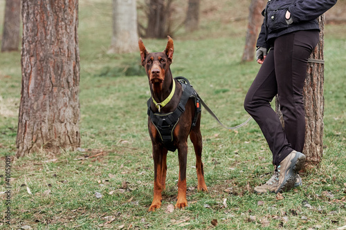 Charming German smooth haired dog breed. Brown Doberman with cropped ears and yellow biotan collar and harness on green grass and tree stands next to its owner and looks into distance.