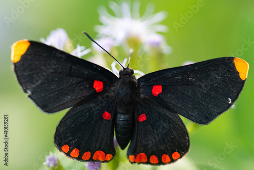 Red-bordered Pixie photo