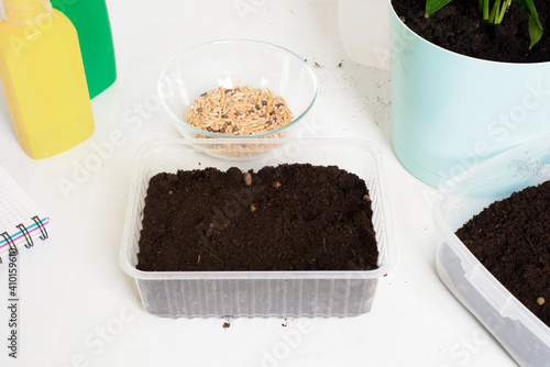 plant and sow seeds in planters for germination at home . step-by-step process of planting seeds