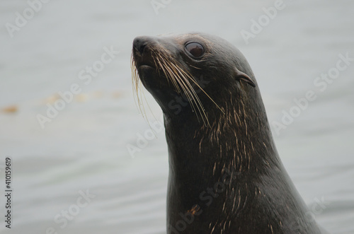 New Zealand fur seal Arctocephalus forsteri. Young. Pilots Beach. Taiaroa Head Wildlife Reserve. Otago Peninsula. Otago. South Island. New Zealand.