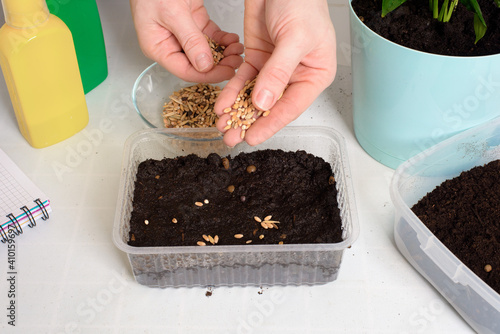 plant and sow seeds in planters for germination at home . step-by-step process of planting seeds