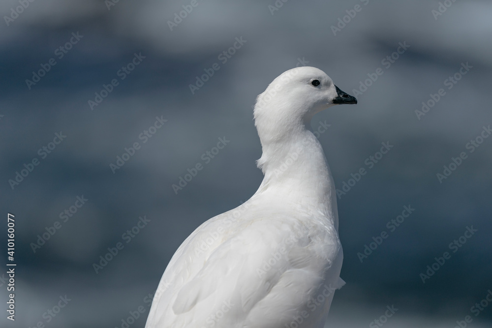 The Kelp Goose (Chloephaga hybrida) The Kelp Goose (Chloephaga hybrida)