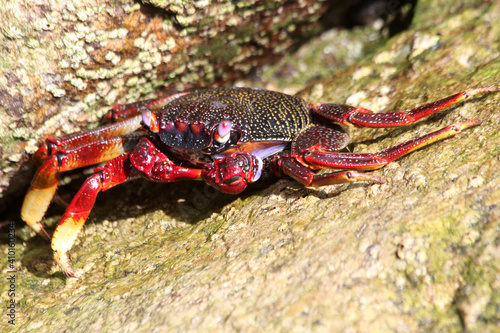 rote_Klippenkrabbe