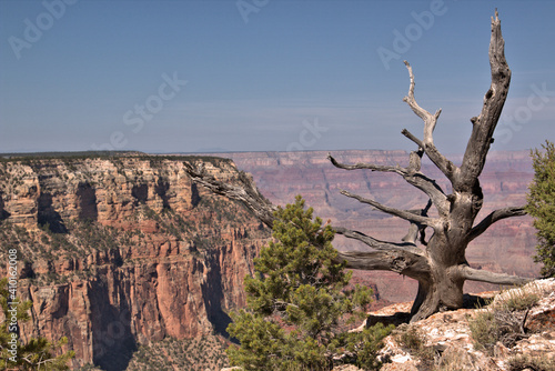 Some of the 19 tree species in the Grand Canyon include the ponderosa pine, Utah juniper, alligator juniper, Colorado pinyon. © ronm