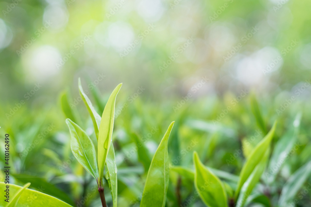 Closeup green leaf on blurred greenery background. with copy space