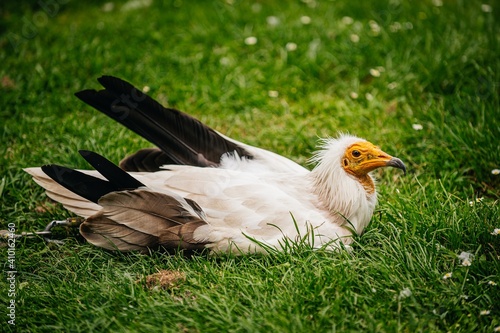 Vulture in grass
