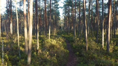 Wallpaper Mural Drone shot flying on autumn pine tree forest. Slow flight in forest on fall season.
 Torontodigital.ca