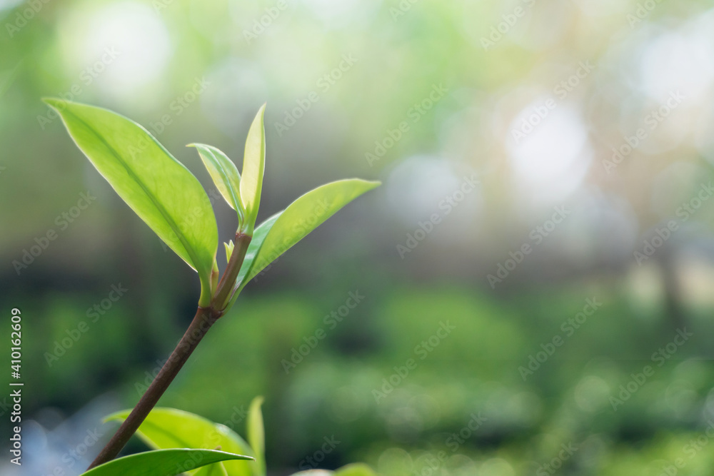 Obraz premium Closeup green leaf on blurred greenery background. with copy space
