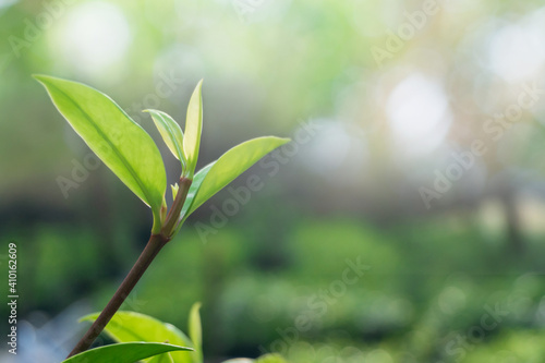 Closeup green leaf on blurred greenery background. with copy space