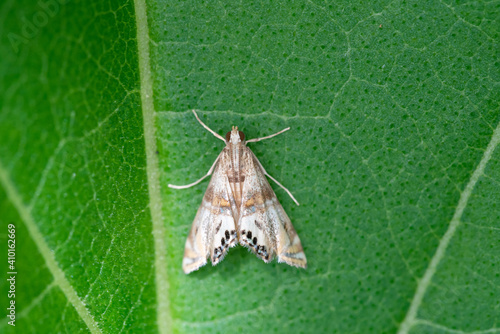 Two-banded Petrophila Moth photo