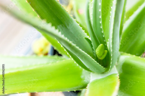 Aloe vera plante medicinale 