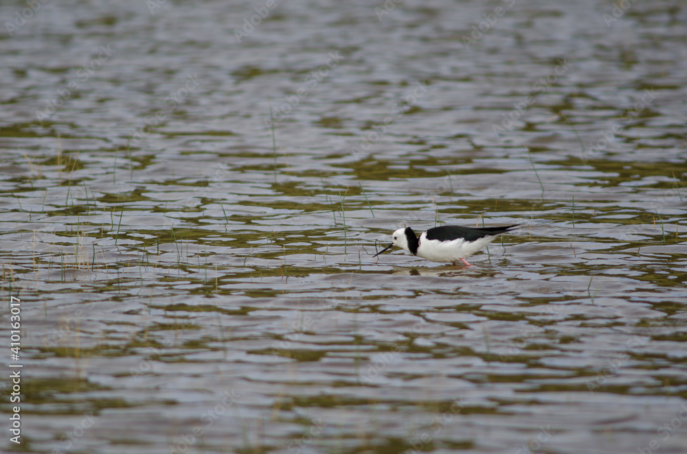 Pied stilt Himantopus leucocephalus stalking prey. Hoopers Inlet. Otago Peninsula. Otago. South Island. New Zealand. Pied stilt Himantopus leucocephalus stalking prey. Hoopers Inlet. Otago Peninsula. Otago. South Island. New Zealand.