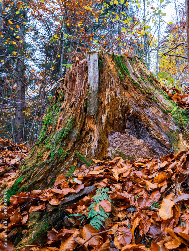 Old tree stump sprinkled with fallen leaves in the autumn forest Old tree stump sprinkled with fallen leaves in the autumn forest