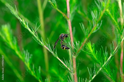 Wasps inhabit wild plants in North China