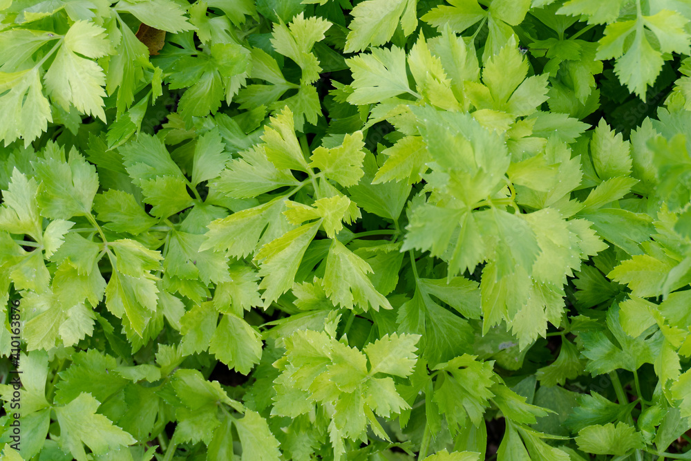 Celery plantation in the vegetable garden Celery plantation in the vegetable garden