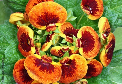 Close-up of flower Calceolaria biflora, flat lay.  Also called slipper flower, native in South America. photo