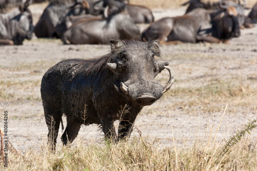 Warthog - Etosha National Park - Namibia Warthog - Etosha National Park - Namibia