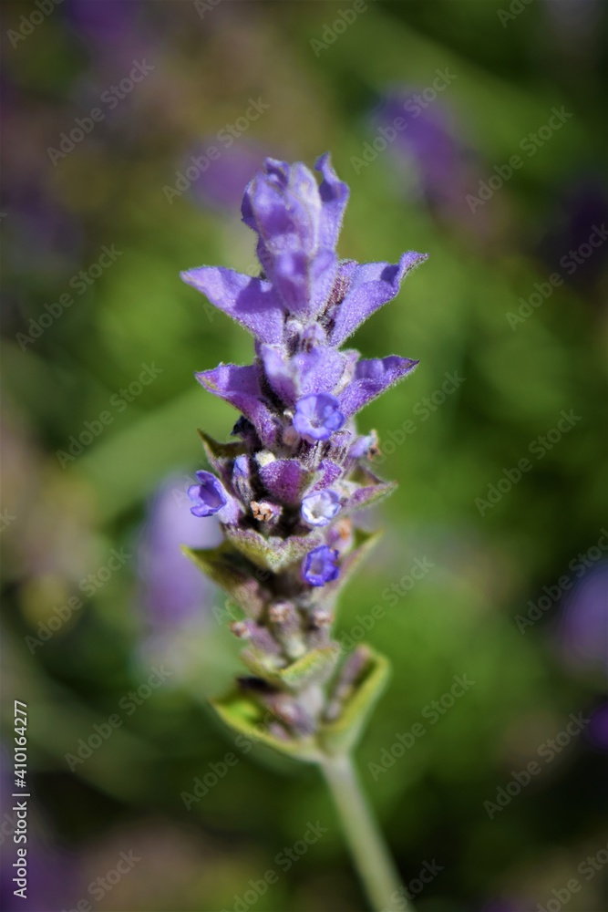 Purple Lavender flower. Closeup. Background.