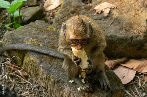 Monkey is eating a banana  photo