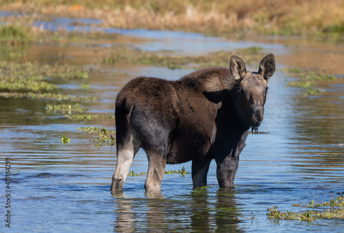 Cute Shiras Moose Calf in a Pond in Wyoming © natureguy