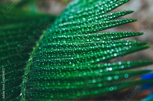 Deep green cycas leaves, shot close-up with water drops macro photo