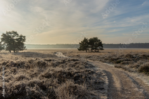 Veluwe after a cold night in the winter. Beautiful road between the heather fields in the Veluwe. photo